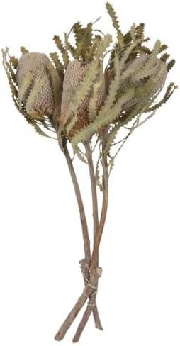 Vickerman Natural Botanicals Banksia Flower 15 Inch 3 Stems