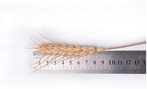 HANRUO Dried Flowers 50Pcs Wedding Decor Craft Prop Set
