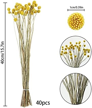 Uieke 40Pcs Dried Billy Balls Yellow Flowers for Home Wedding Decor