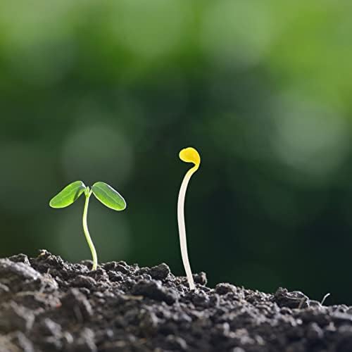 Ciieeo Realistic Bean Sprout Photo Props 50pcs