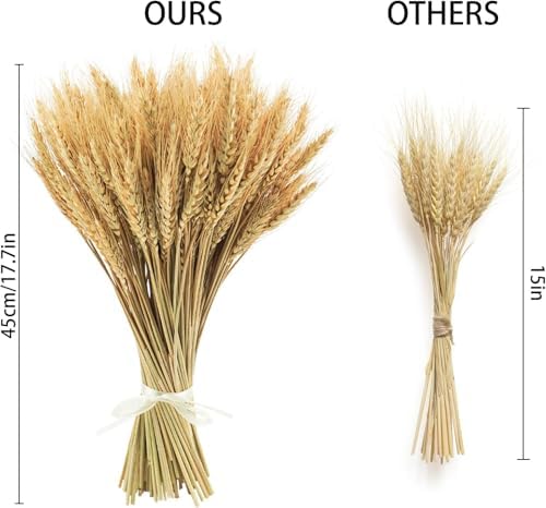 300 Stems Natural Dried Wheat Stalks 18 Inch Bundle