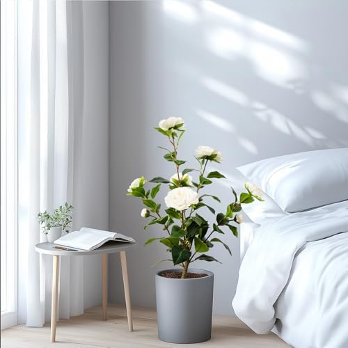 Artificial Camellia Tree 2 Pack White 2FT Cement Pot Decor