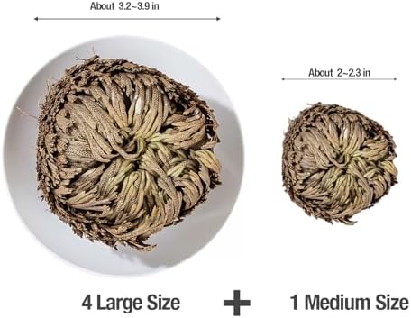 5 Pack Big 35 Inch Rose of Jericho Resurrection Plants