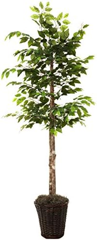 Vickerman 6-Foot Artificial Ficus Tree in Brown Rattan Basket
