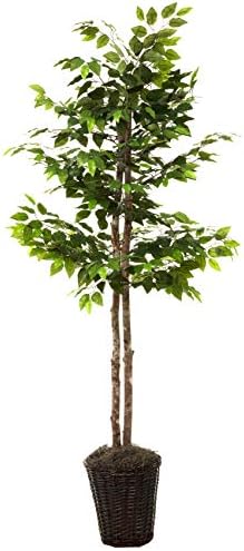 Vickerman 6-Foot Artificial Ficus Tree in Brown Rattan Basket