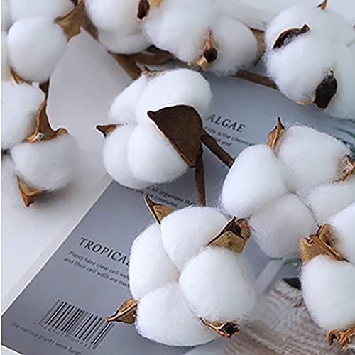 Cedilis 5 Pack Cotton Stems for Farmhouse Decor
