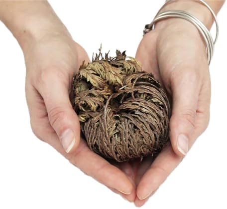 5 Pack Big 35 Inch Rose of Jericho Resurrection Plants