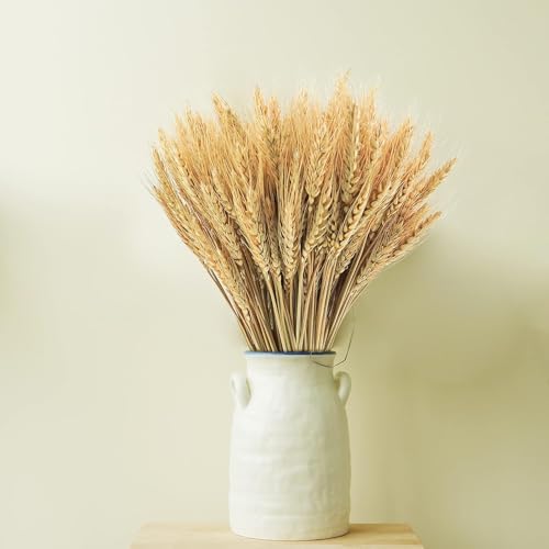 300 Stems Natural Dried Wheat Stalks 18 Inch Bundle
