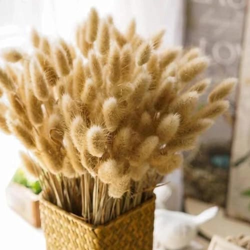 Dried Bunny Tail Flowers 100Pcs Real Natural Boho Decor
