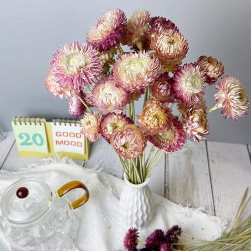 100 Natural Daisy Flowers Bouquets 30Pcs Pink Daisies Chrysanthemums