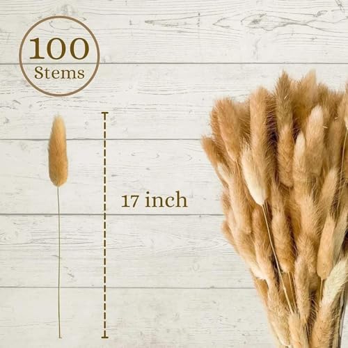 Dried Bunny Tail Flowers 100Pcs Real Natural Boho Decor