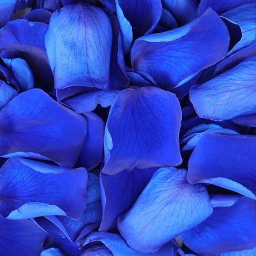 Tavkite Dried Blue Rose Petals for Wedding Decor