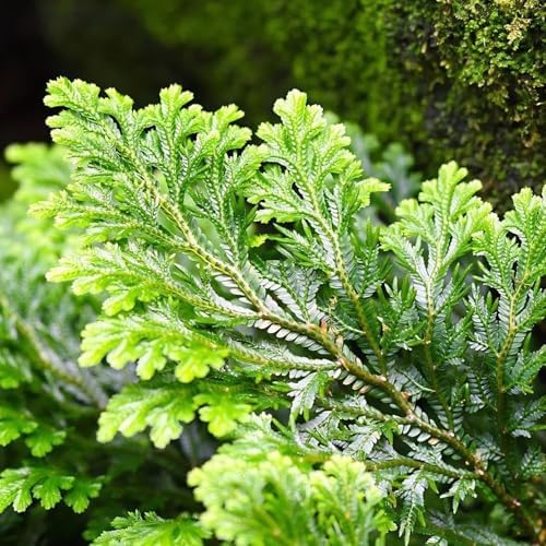 5 Pack Big 35 Inch Rose of Jericho Resurrection Plants