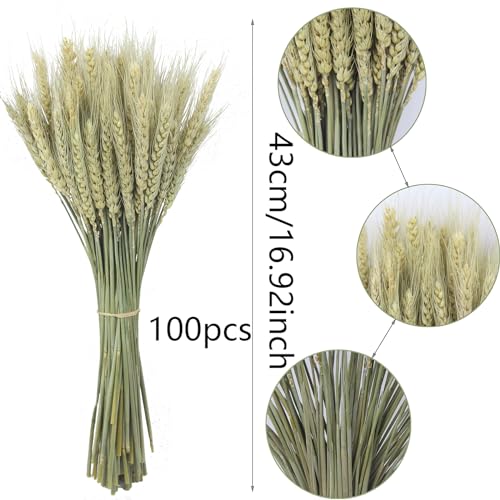 CISDUEO 100 Pcs Natural Dried Wheat Stalks Bundle 1