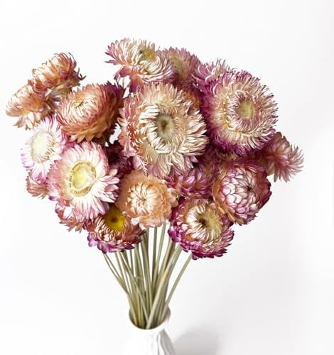 100 Natural Daisy Flowers Bouquets 30Pcs Pink Daisies Chrysanthemums