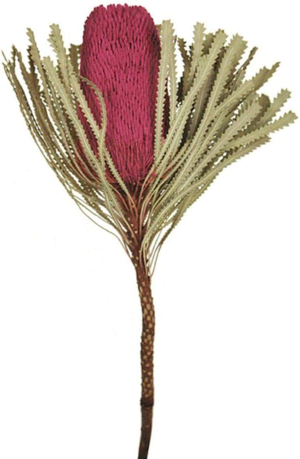 Vickerman 12 Inch Erica Pink Banksia Flower Stem 3 Pack