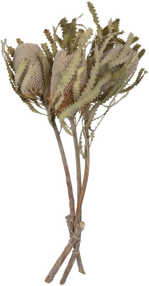 Vickerman Natural Botanicals Banksia Flower 15 Inch 3 Stems