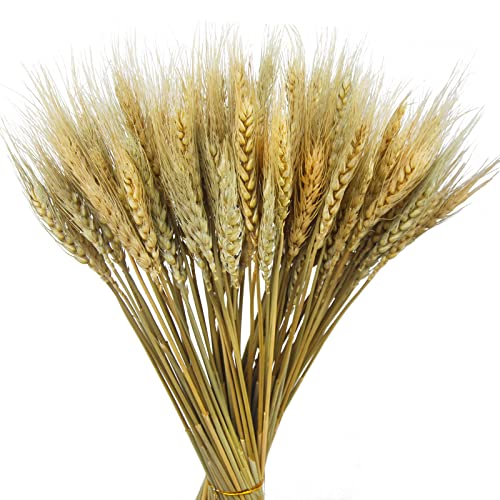 CISDUEO 100 Pcs Natural Dried Wheat Stalks Bundle