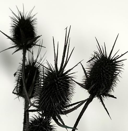 Natural Real Dried Thistle Flowers Black Bundle for Arrangements