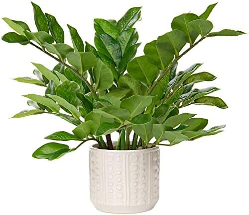 Briful 17 Inch Artificial ZZ Plant in Ceramic Pot