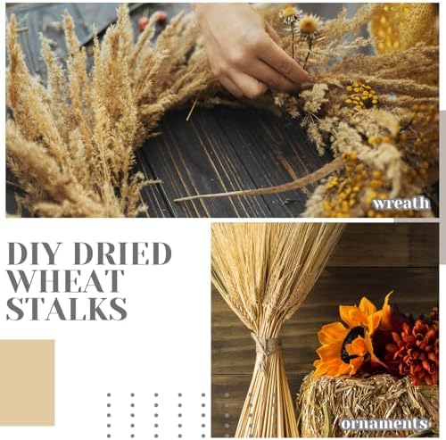 Geosar 600 Dried Wheat Stalks Decor Bundle