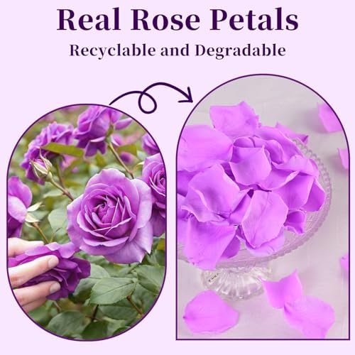 180 PCS Real Purple Rose Petals Wedding Decor