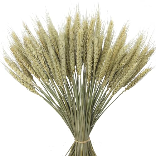 CISDUEO 100 Pcs Natural Dried Wheat Stalks Bundle 1