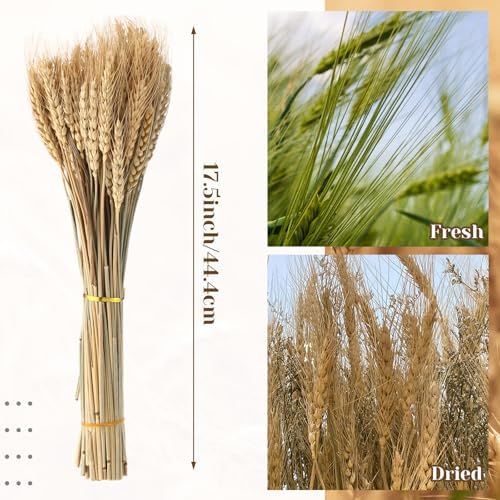 Geosar 600 Dried Wheat Stalks Decor Bundle
