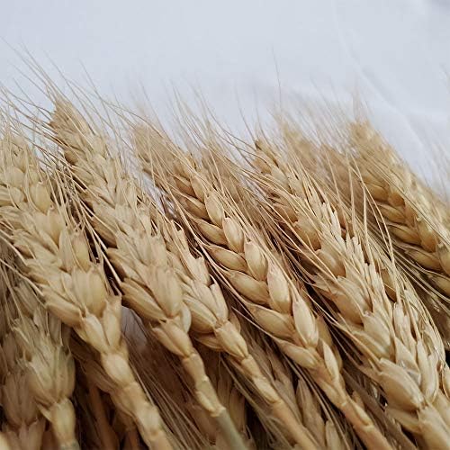 PerfiCap Natural Wheat Stalks 100Pcs for Home Decor