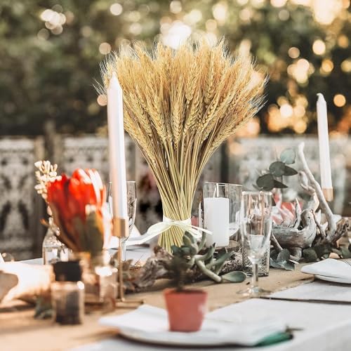 300 Stems Natural Dried Wheat Stalks 18 Inch Bundle