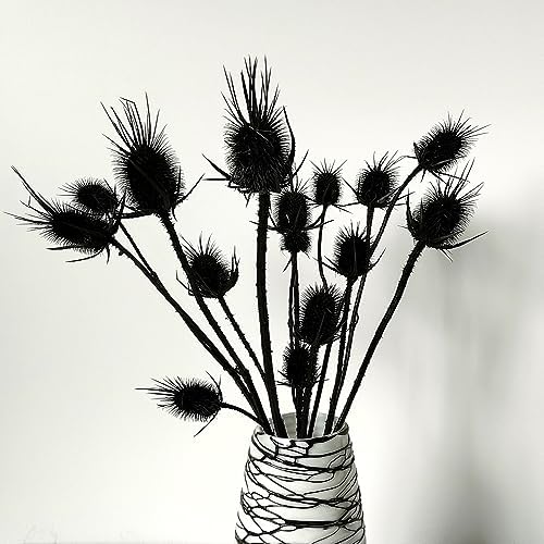 Natural Real Dried Thistle Flowers Black Bundle for Arrangements