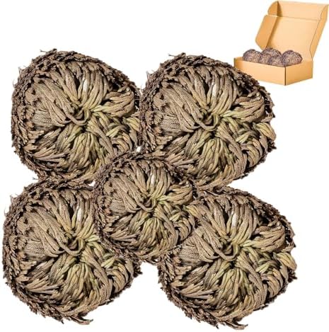 5 Pack Big 35 Inch Rose of Jericho Resurrection Plants