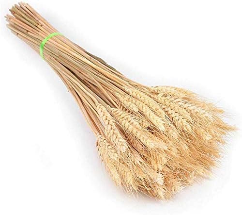 Natural Wheat Ears Bouquet for Home Decor 25pcs Beige