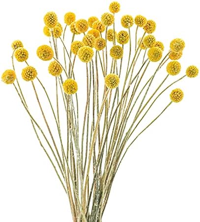 Uieke 40Pcs Dried Billy Balls Yellow Flowers for Home Wedding Decor