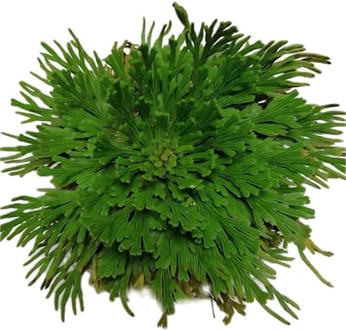 5 Pack Big 35 Inch Rose of Jericho Resurrection Plants