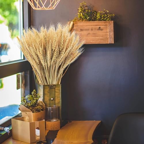 300 Stems Natural Dried Wheat Stalks 18 Inch Bundle