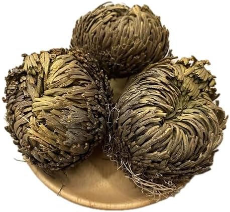 5 Pack Big 35 Inch Rose of Jericho Resurrection Plants