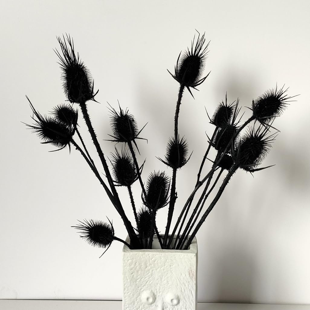 Natural Real Dried Thistle Flowers Black Bundle for Arrangements
