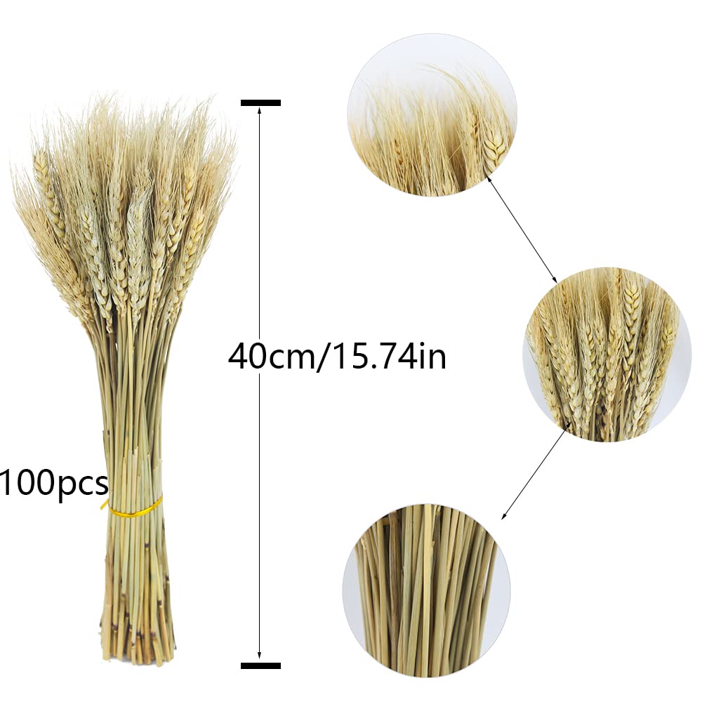 CISDUEO 100 Pcs Natural Dried Wheat Stalks Bundle