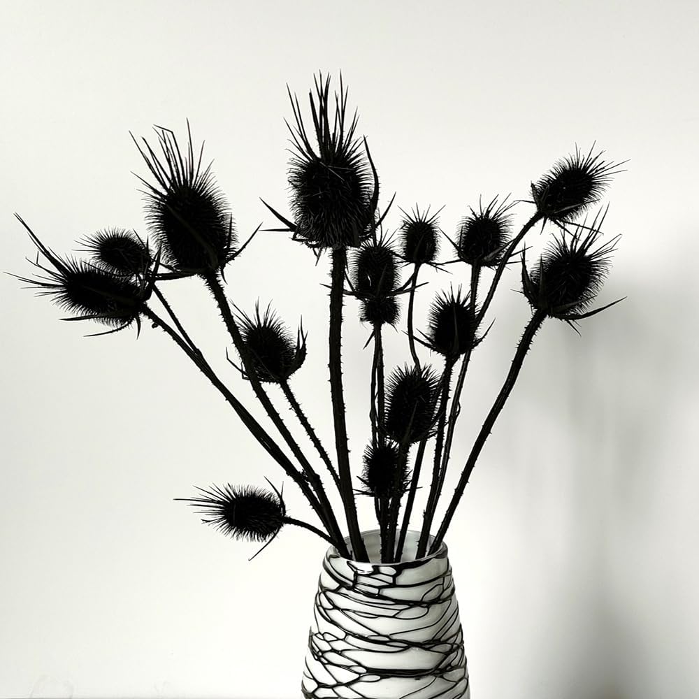 Natural Real Dried Thistle Flowers Black Bundle for Arrangements