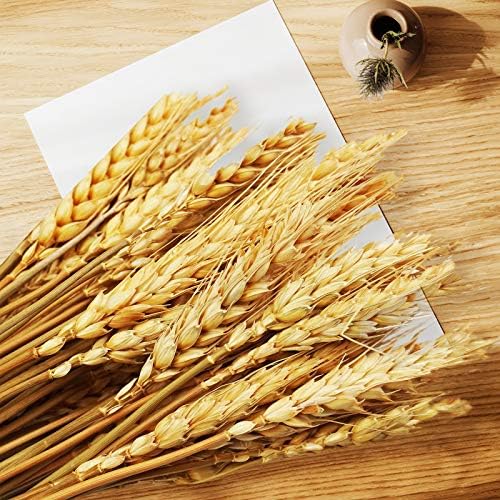 Uieke 177 Inch Dried Wheat Stalks for Fall Decor