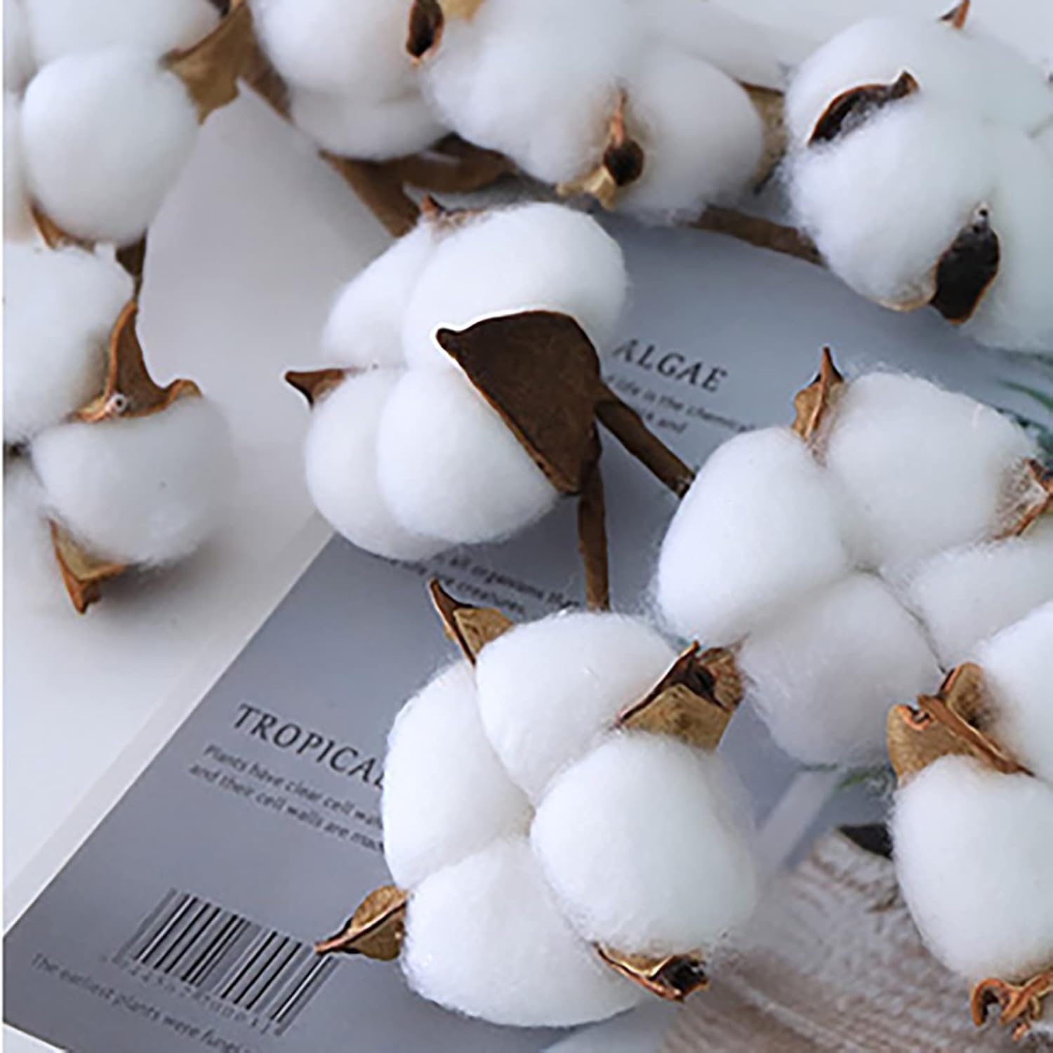 Cedilis 5 Pack Cotton Stems for Farmhouse Decor