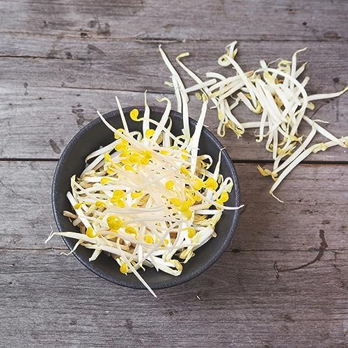 Ciieeo Realistic Bean Sprout Photo Props 50pcs