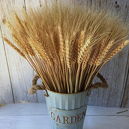 PerfiCap Natural Wheat Stalks 100Pcs for Home Decor