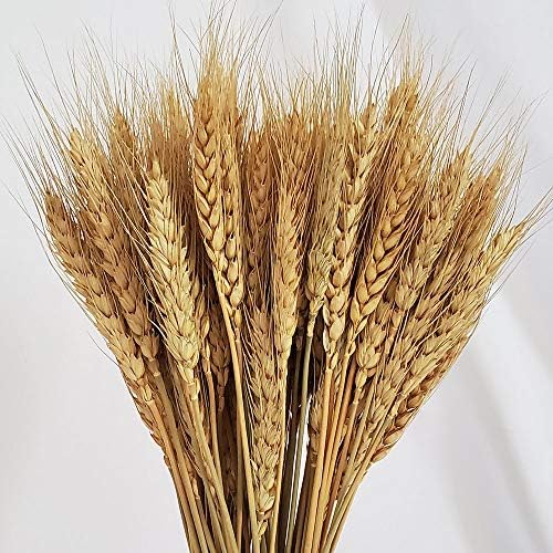 PerfiCap Natural Wheat Stalks 100Pcs for Home Decor