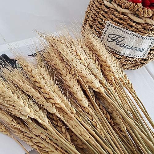 PerfiCap Natural Wheat Stalks 100Pcs for Home Decor