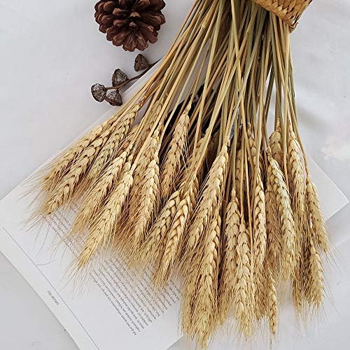 PerfiCap Natural Wheat Stalks 100Pcs for Home Decor