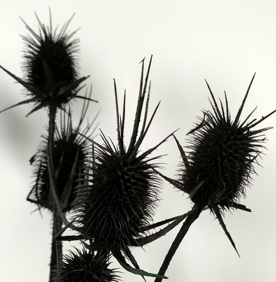 Natural Real Dried Thistle Flowers Black Bundle for Arrangements