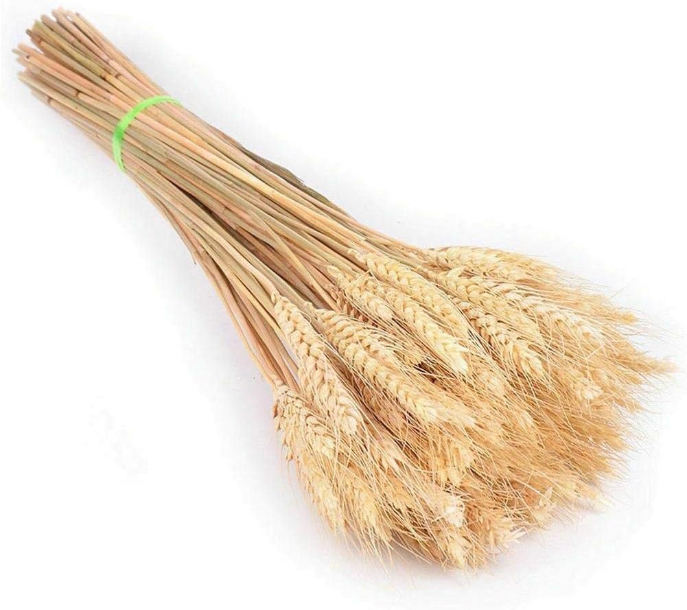 Natural Wheat Ears Bouquet for Home Decor 25pcs Beige