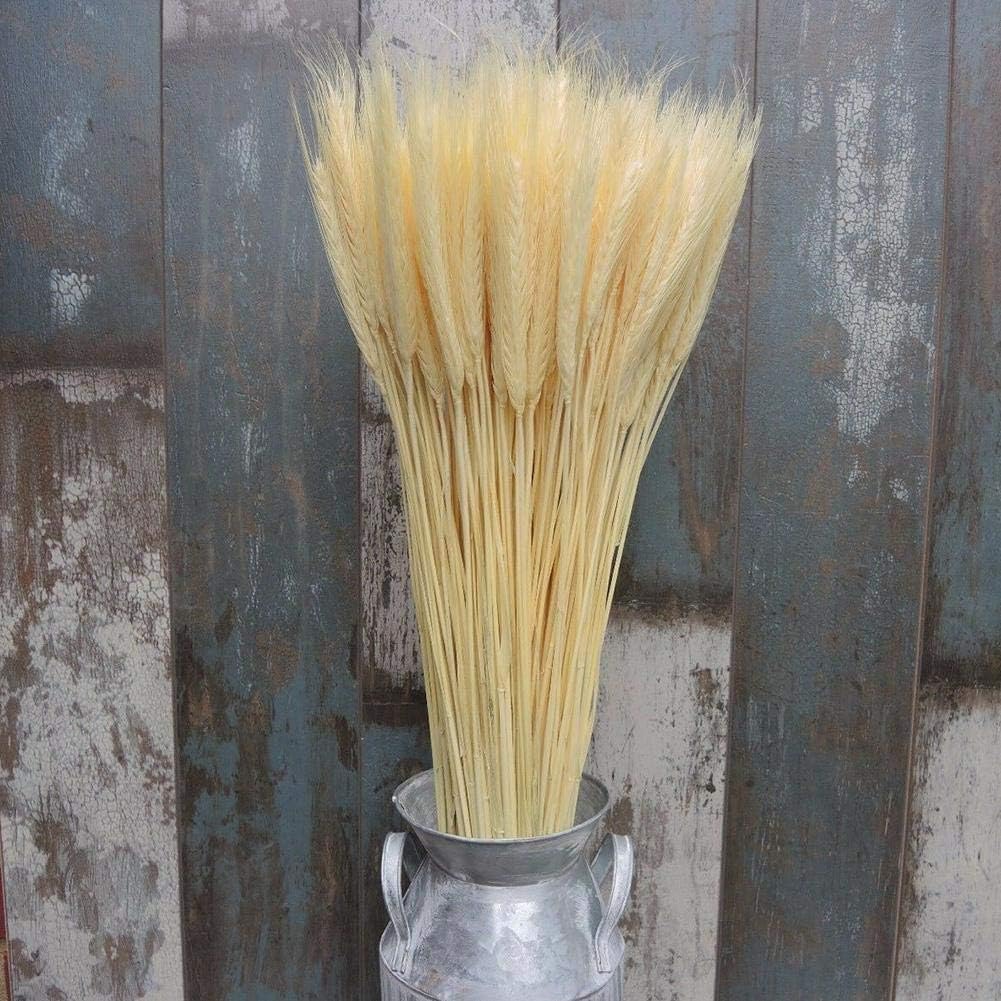 Natural Wheat Ears Bouquet for Home Decor 25pcs Beige